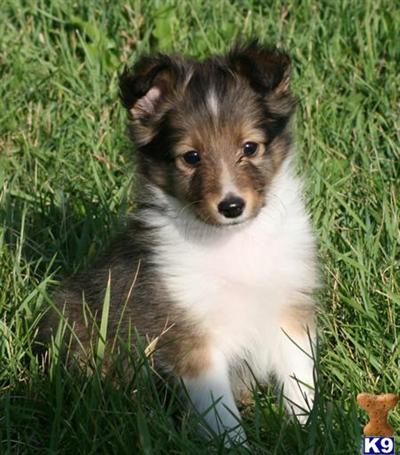 Show Quality  Shelties 